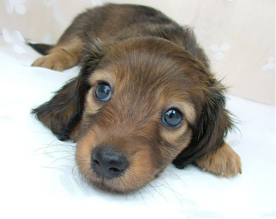 inu1