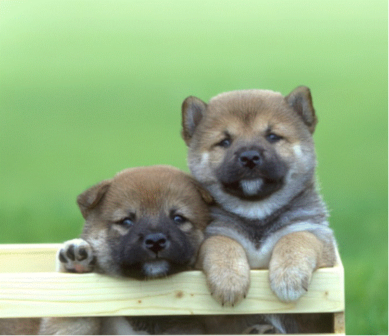 inu2